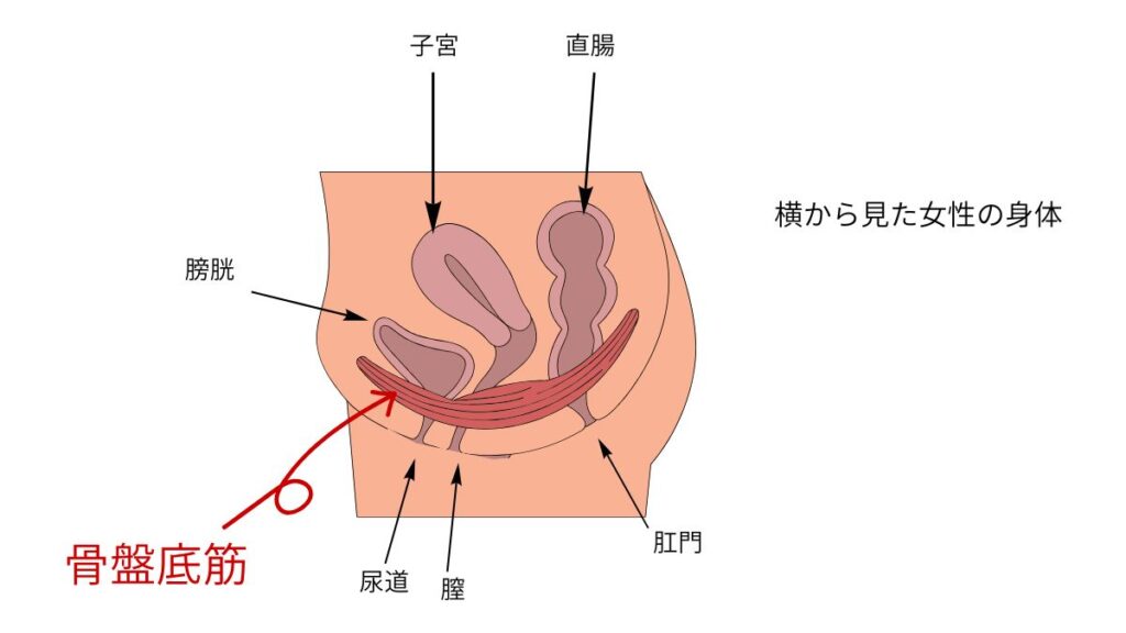 骨盤底筋のイラスト