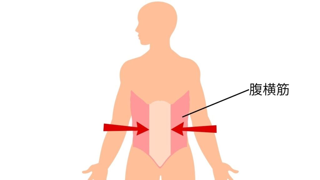 腹横筋のイラスト