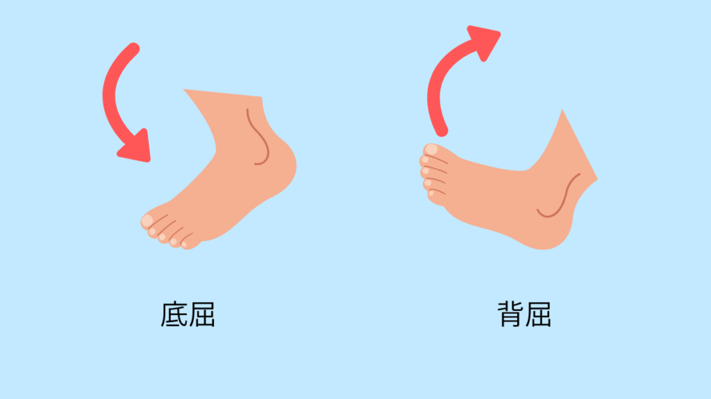 底屈と背屈の説明イラスト